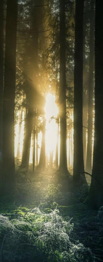 Morgensonne scheint durch den Wald